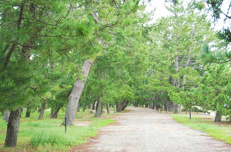 約3.6kmに及ぶ天橋立には松の木が立ち並ぶ