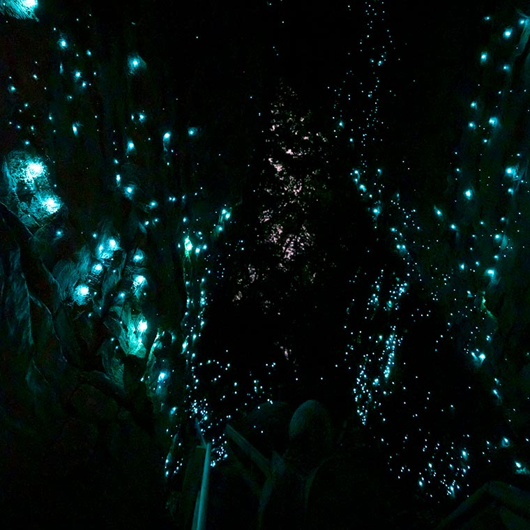 ワイトモ（ワイトモ・グローワーム）洞窟