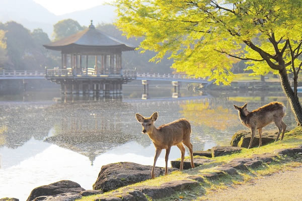 奈良公園-天然記念物の鹿