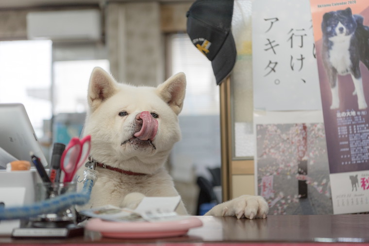秋田犬の歴史を学ぶ「秋田犬会館」