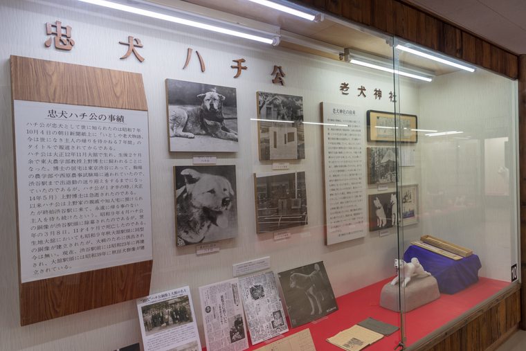 秋田犬の歴史を学ぶ「秋田犬会館」
