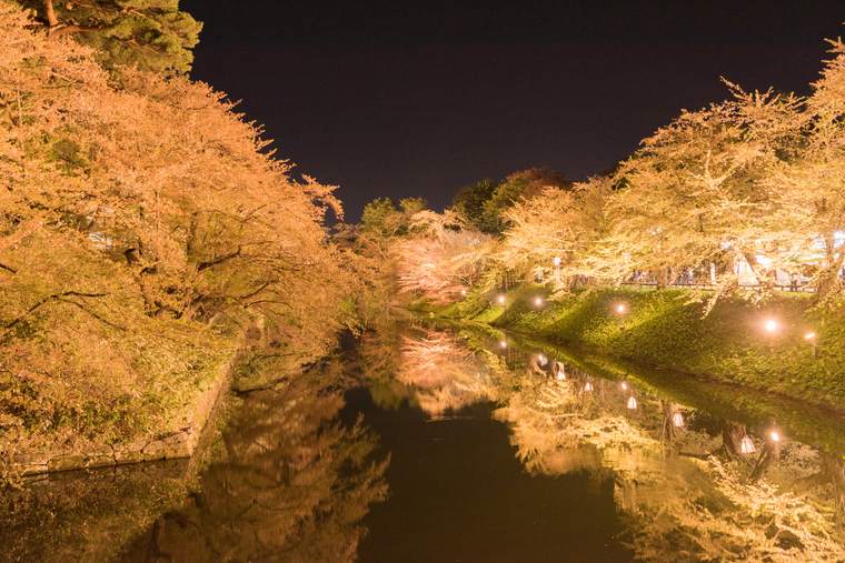 弘前公園　夜桜　さくらまつり