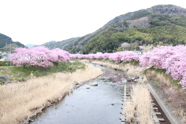 早咲きの桜として知られる河津桜