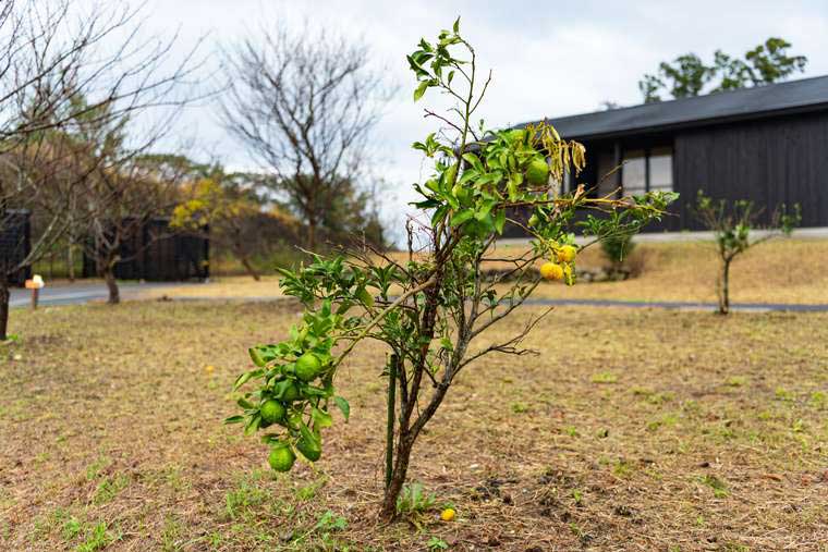 熊野古道　熊野倶楽部　　熊野特産「みかん」の樹