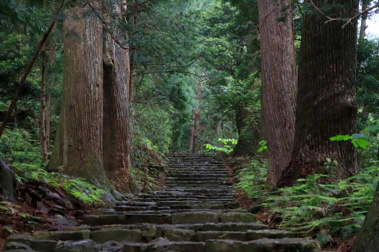 熊野古道の杉林