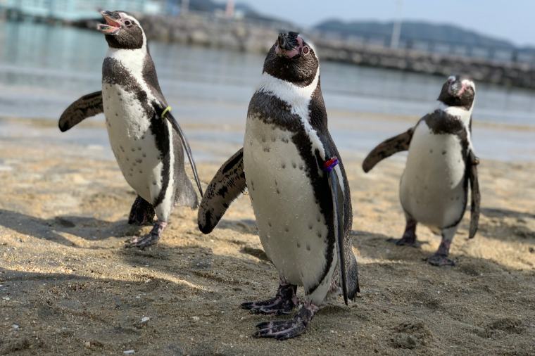 長崎ペンギン水族館のペンギンたち