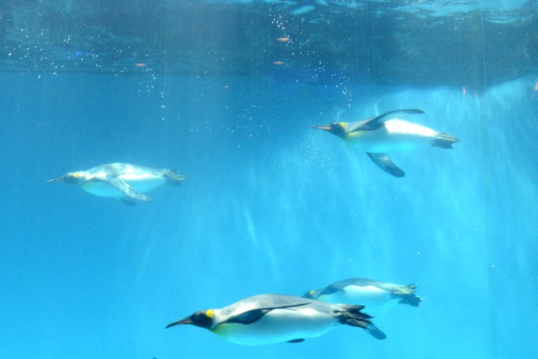 水槽を泳ぐペンギンたち