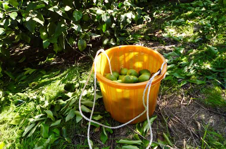 10月頃から収穫が始まるグリーンレモン