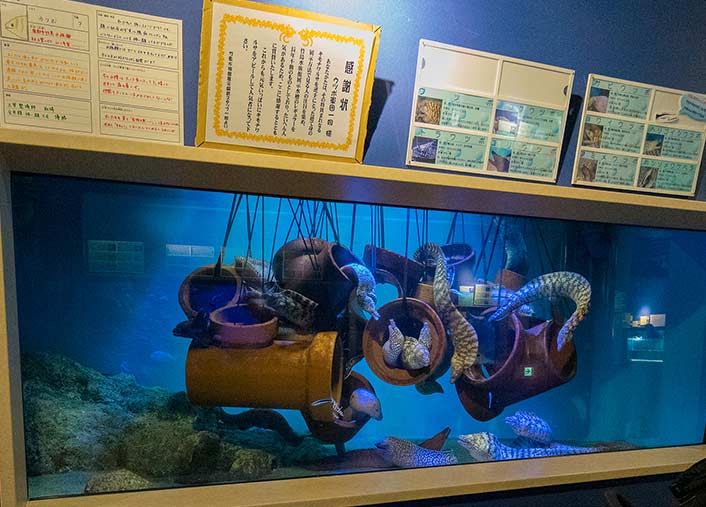 竹島水族館　ウツボの水槽