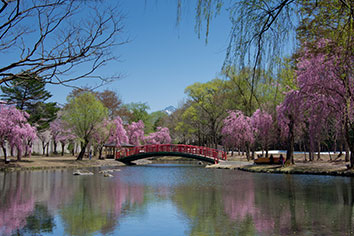 湯沢中央公園（桜の見頃：4月中旬～5月上旬）