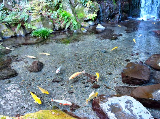 箱根湯本　玉簾の滝前の池