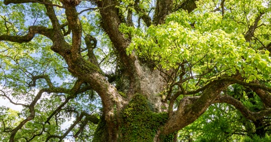 蒲生の大楠　日本一の巨樹