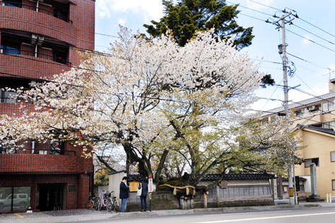 松月寺の大桜