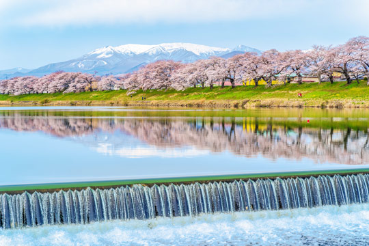 白石川堤一目千本桜 