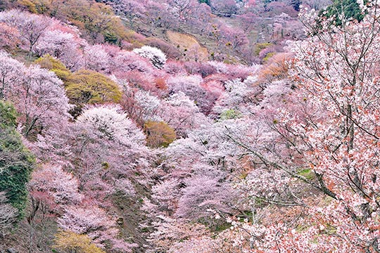 奈良県　吉野の桜