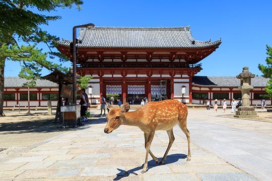 奈良県　奈良公園　東大寺中門と鹿