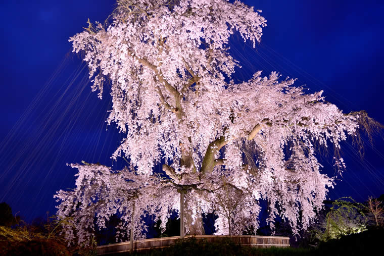 円山公園の桜 ライトアップ