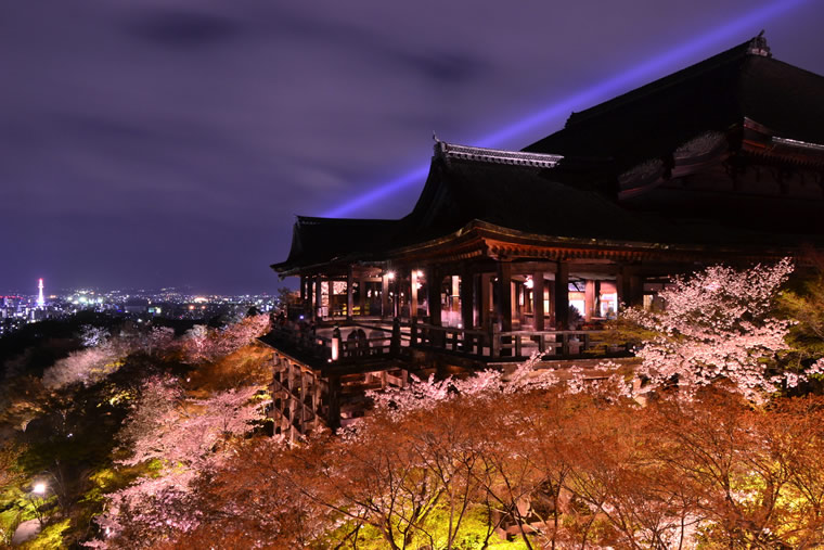 清水寺の桜 ライトアップ
