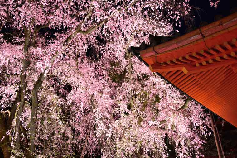 平安神宮の桜 ライトアップ