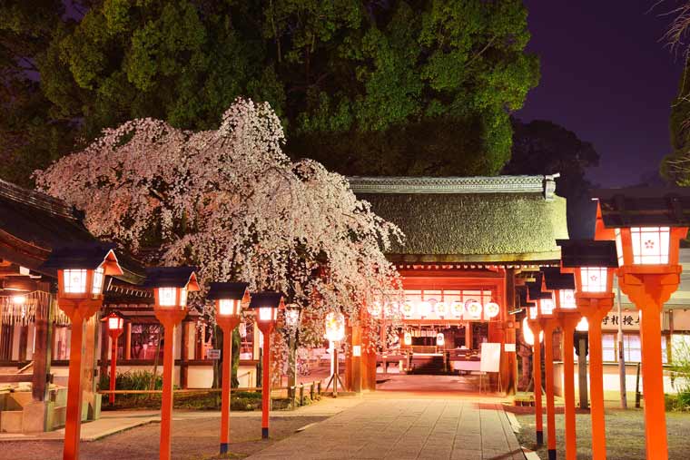 平野神社の桜 ライトアップ