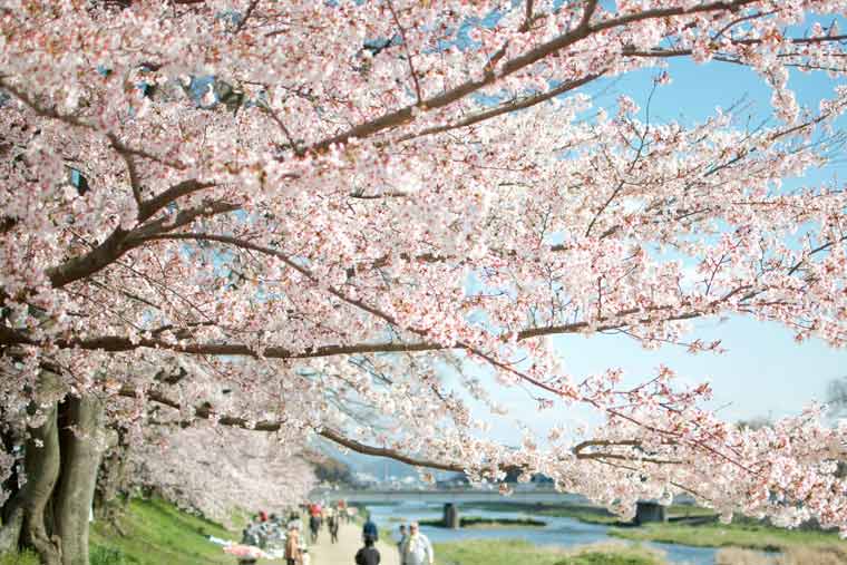 鴨川 河川敷の桜