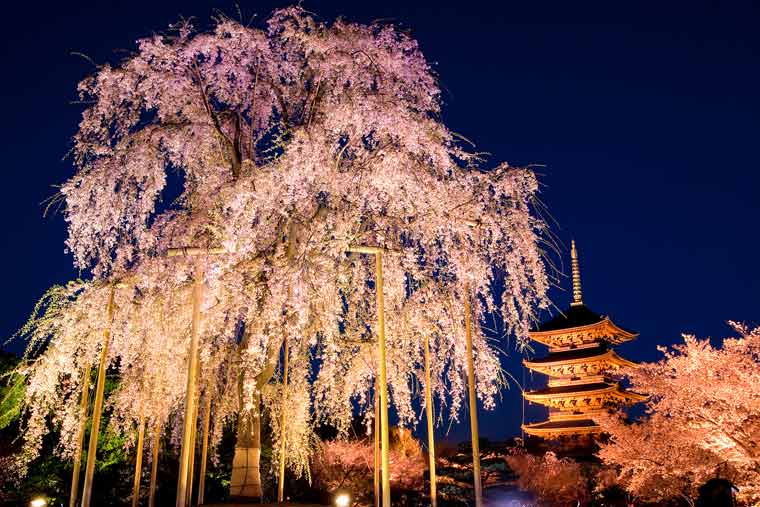 東寺の桜 ライトアップ