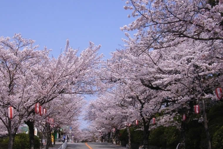五月山公園の桜