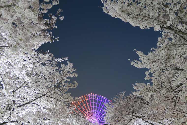 万博記念公園 夜桜