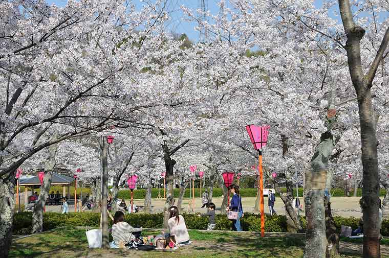摂津峡公園の桜