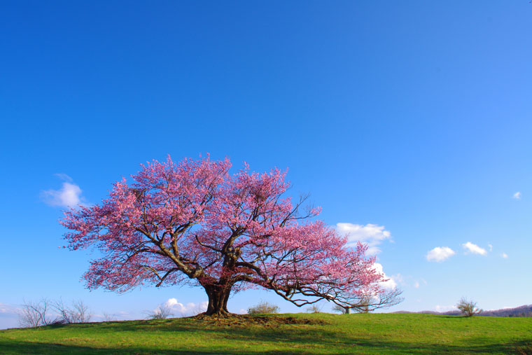 亀ヶ森牧野の一本桜
