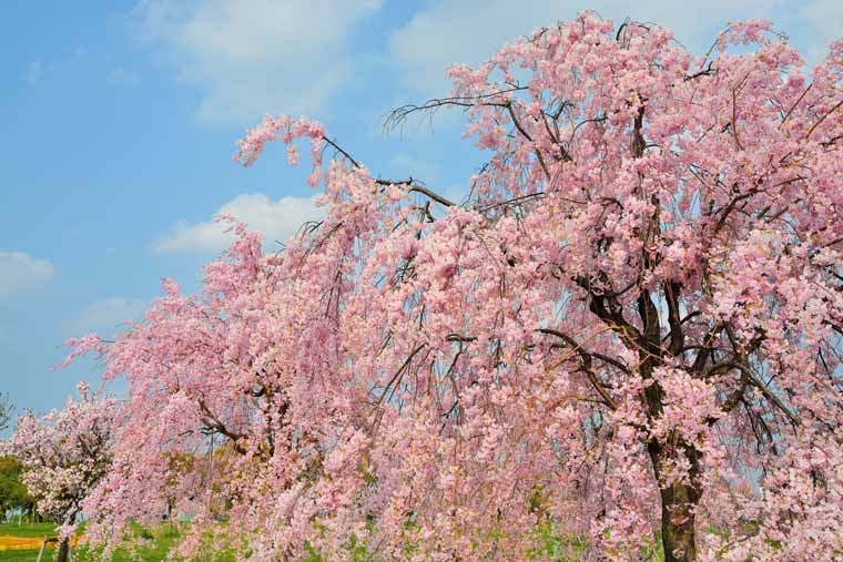 舎人公園の桜