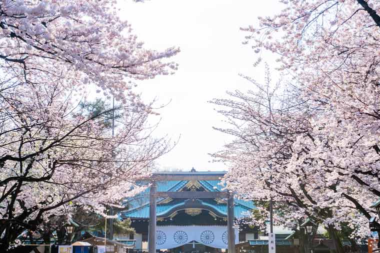 靖國神社の桜