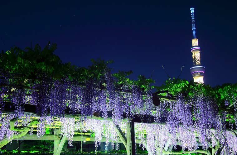 亀戸神社の藤の花