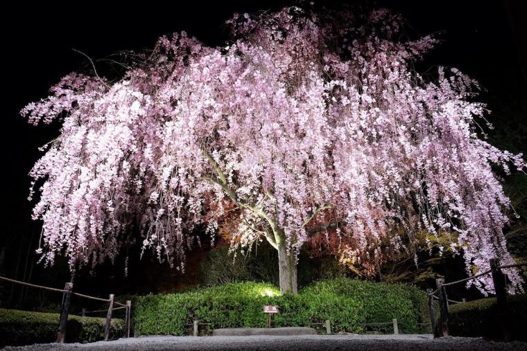 妙心寺退蔵院で愛でる夜桜とシャンパーニュの夕べ　​​HOTEL THE MITSUI KYOTO