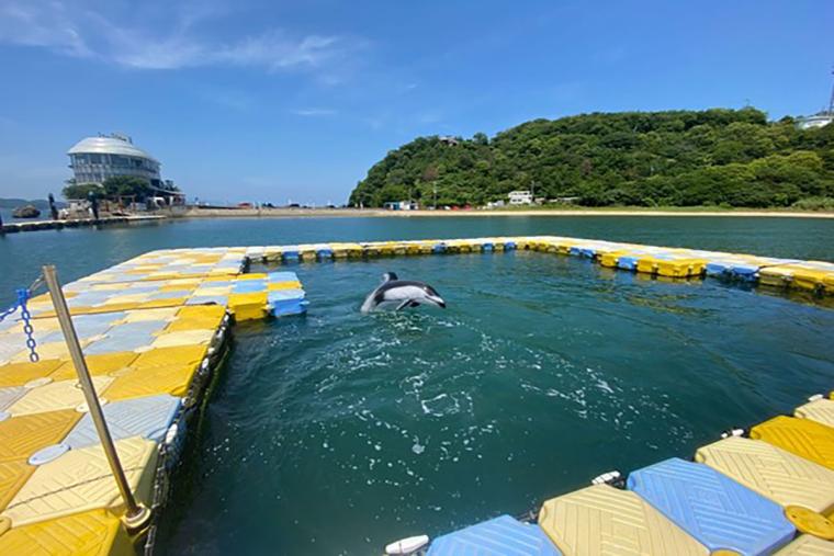 日本ドルフィンセンター海で囲まれた生簀で泳ぐイルカ