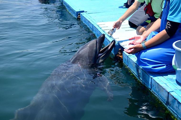 日本ドルフィンセンター餌やりハンドウイルカ