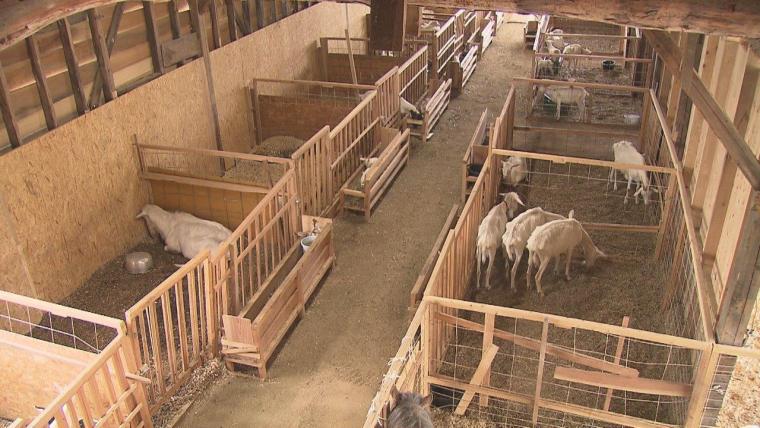 2023夏オープン！200匹の動物と触れ合える！ヤギがいっぱい“やぎ愛”に溢れた牧場｜島根県安来市  