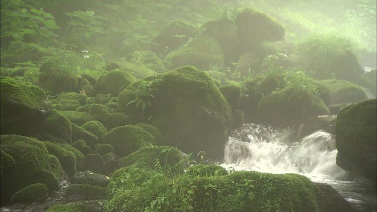 緑の苔に覆われた神秘的な渓流へ！ガイドツアーも楽しめる奥大山の木谷沢渓流