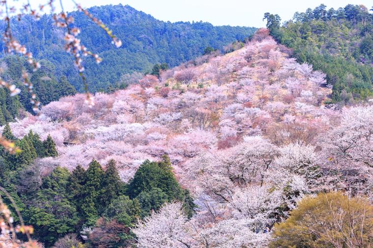 奈良・吉野の桜