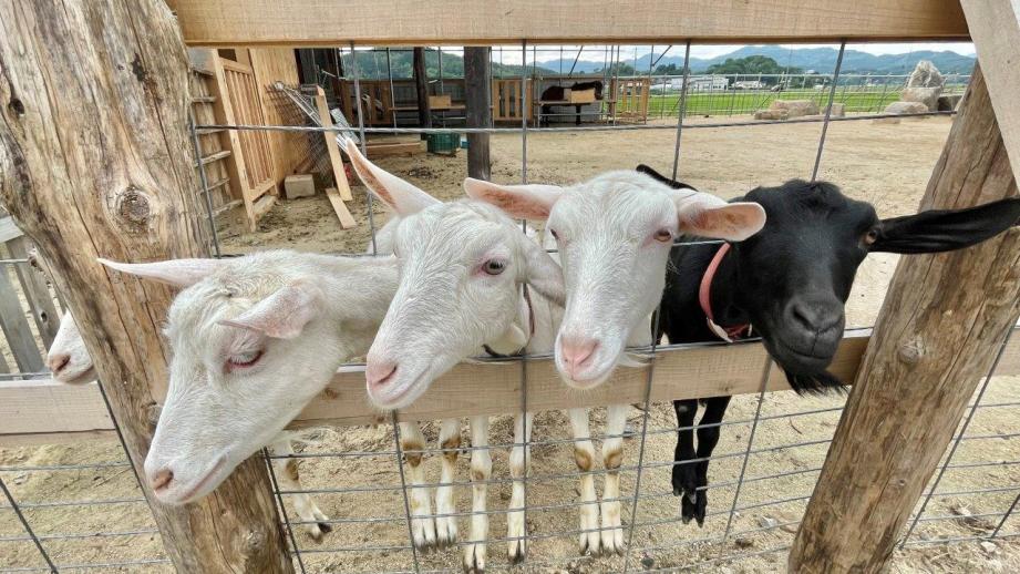 2023夏オープン！200匹の動物と触れ合える！ヤギがいっぱい“やぎ愛”に溢れた牧場｜島根県安来市  