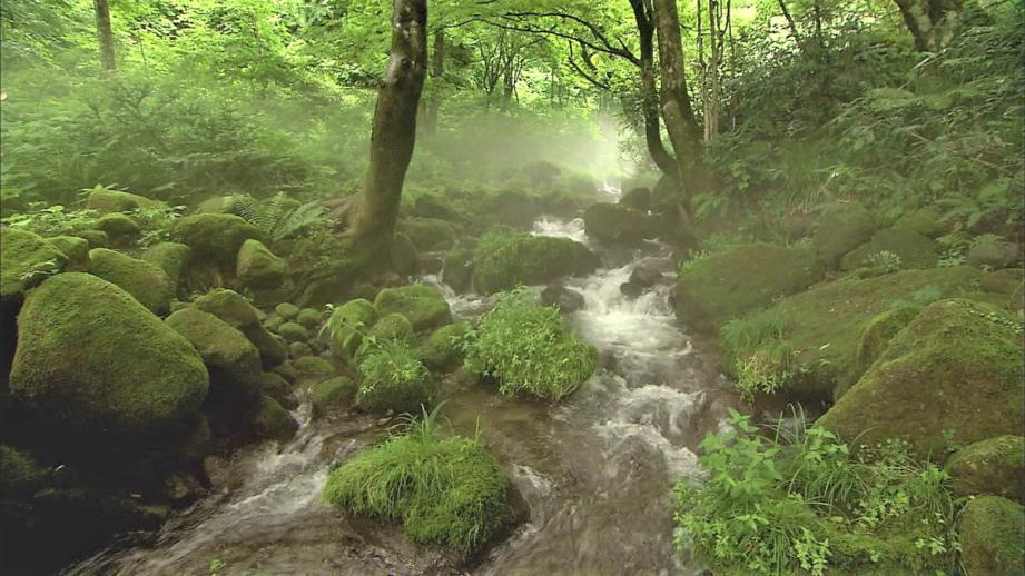 緑の苔に覆われた神秘的な渓流へ！ガイドツアーも楽しめる奥大山の木谷沢渓流