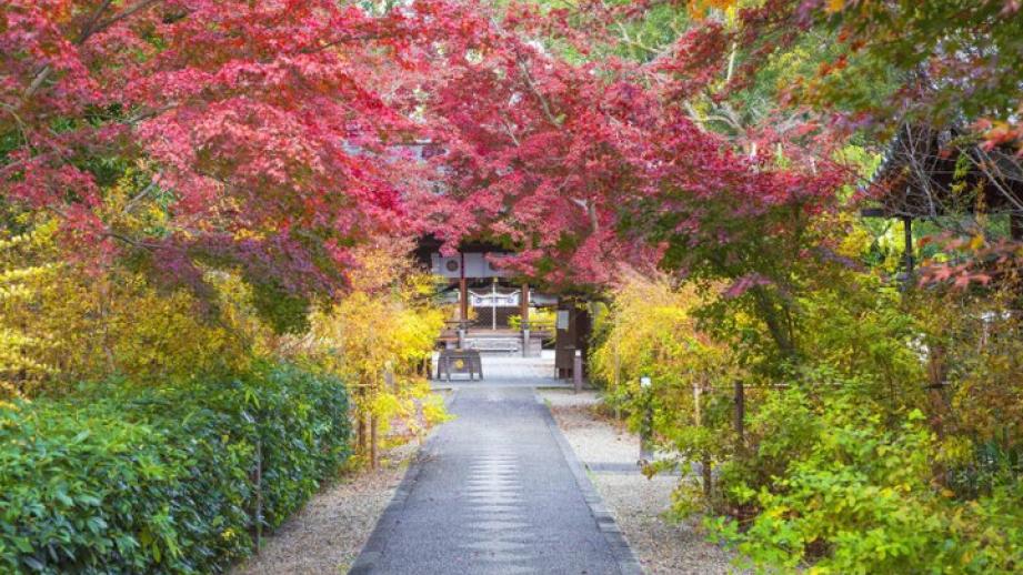 【京都の紅葉さんぽ】森をめぐって京都御苑から下鴨神社へ♪