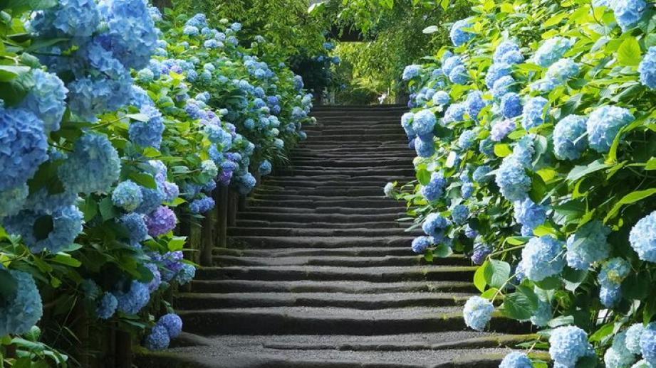 明月院ブルーとよばれる青く澄んだアジサイを訪ねて歩く北鎌倉さんぽ♪「明月院」