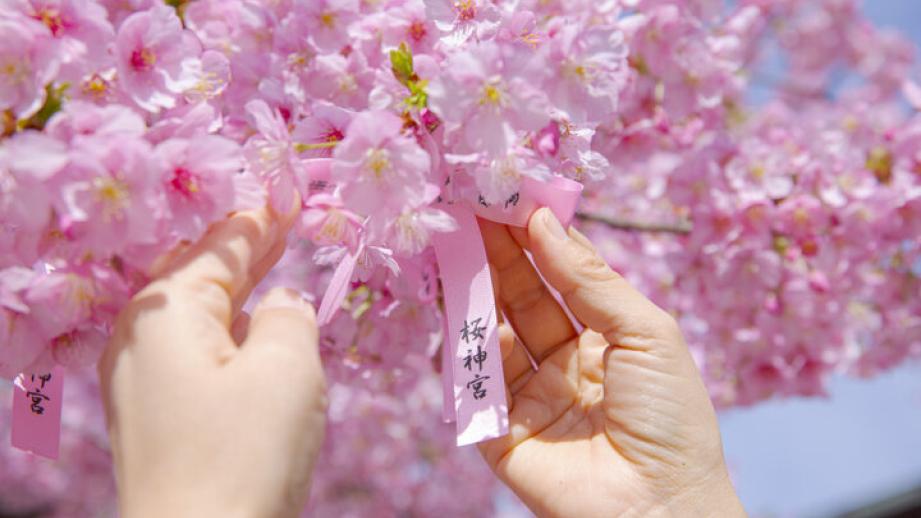 3月上旬が見ごろ♪河津桜やしだれ桜、ソメイヨシノが楽しめる桜新町の神社「桜神宮」