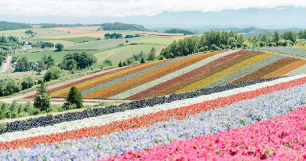 夏は美瑛の丘を虹色に染める展望花畑へ♪北海道・美瑛の「四季彩の丘」をおさんぽ