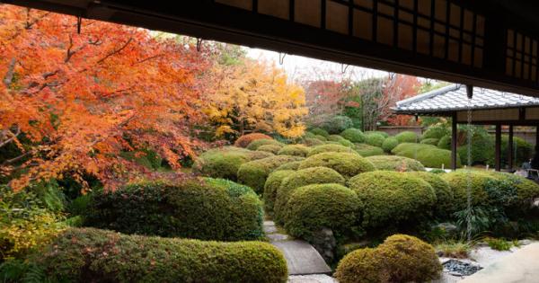 今が見頃♪赤く染まった床もみじが美しい愛知・安城市「丈山苑」へ～日本庭園の美しさを堪能～