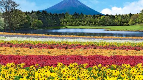 約8万株の花々が咲く「虹の花まつり」の様子