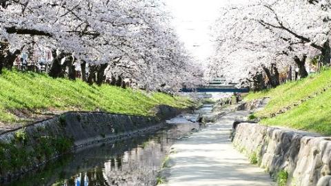 奈良のおすすめ桜スポット