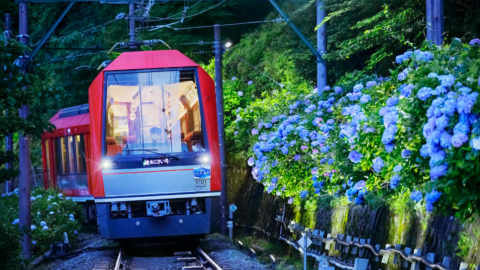 座席指定でゆったり！箱根の初夏の風物詩「夜のあじさい号」運行