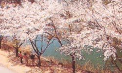 4月桜まつり